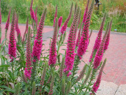 Вероника колосистая Ротфукс - Долина роз фото 3