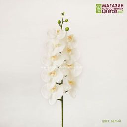 004 Орхидея фаленопсис "Жозель" (9 цветков)