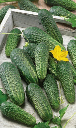 Огурец ТРИ ТАНКИСТА F1 Скороспелый! Пучковый! Плодоносит до заморозков!