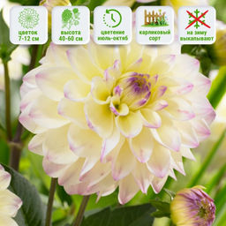 Георгина Лейк Кери бордюрная