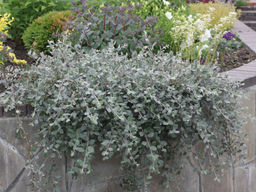 Ива ползучая Грин Карпет - Долина роз фото 3