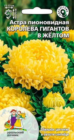 Астра КОРОЛЕВА ГИГАНТОВ В ЖЁЛТОМ  Пионовидный тип