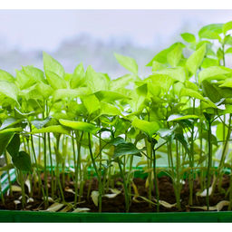 Ящик для рассады 45х22х10см Урожай Люкс с ребрами жест. (пластик.) - Спарк фото 2