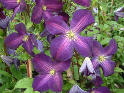 Клематис Жакмана Пурпуреа ЗКС