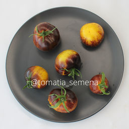 Полосы бывалого - Tomatia фото 2