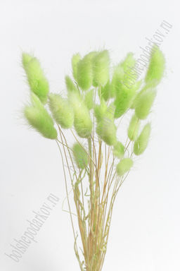 Сухоцветы "Лагурус" SF-4322, салатовый