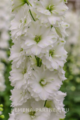 Дельфиниум Инносенс - Партнер фото 6