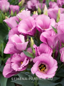 Эустома карликовая лиловая Мисс Шарли - Партнер фото 3