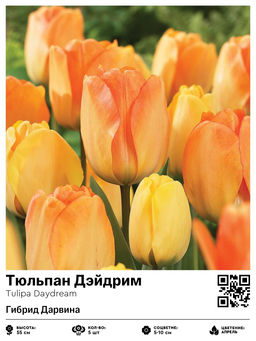 Тюльпан Daydream (Гибрид Дарвина) - Голландские луковицы фото 2