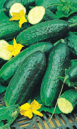 Огурец ЗАДОР F1 Для пикулей и корнишонов высшего качества!