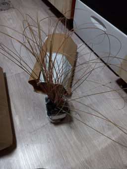 Осока Милк Чоколейт