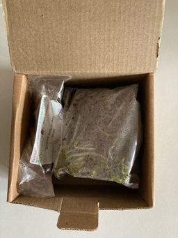 Фиалка мотыльковая белая