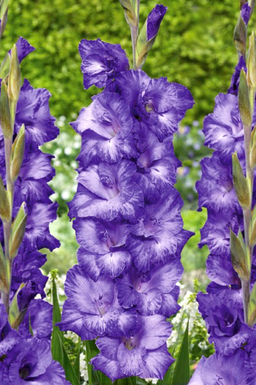 ГЛАДИОЛУС Мауве Мьюз Разбор 10/12 Кол-во упак., шт 8