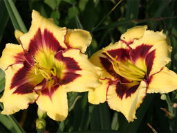 Лилейник Эль Десперадо - Долина роз фото 2