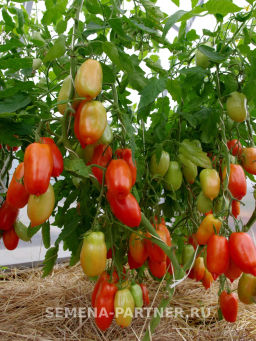 Томат Фестиваль - Партнер фото 3