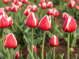 Тюльпан Spring Surprise (Спринг Сюрпрайз) - Долина роз фото 3