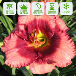 Лилейник Дан Махони