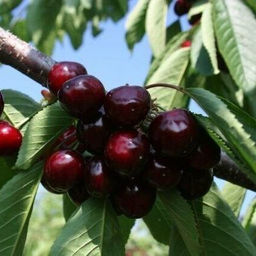 Черешня Ревна (саженец с этикеткой) 1шт