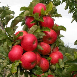 Яблоня Готика колонновидная (саженец с этикеткой) 1шт
