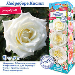 Роза Ледреборг Кастл (Флорибунда) 1шт