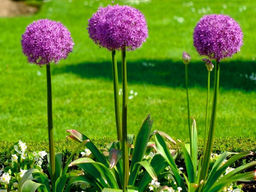 Allium Giganteum (Лук декоративный Гигантеум) - Долина роз фото 4