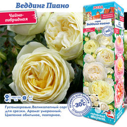 Роза Веддинг Пиано (Чайно-гибридная) 1шт