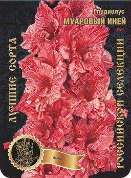 Гладиолус Муаровый Иней 497,Дыбов 1 р-р 7шт (Ф)