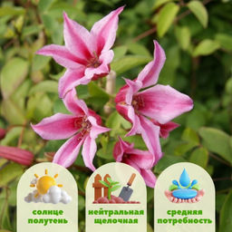 Клематис Дачес оф Албани - Долина роз фото 2