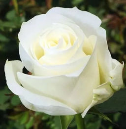 Роза Proud белая 10–14 см