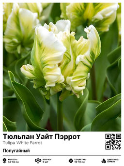 Тюльпан White Parrot (Попугайный) - Голландские луковицы фото 3