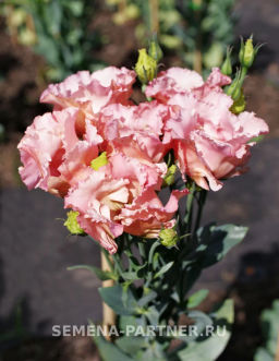 Эустома бахромчатая лососевая Сеньорита Марта - Партнер фото 4