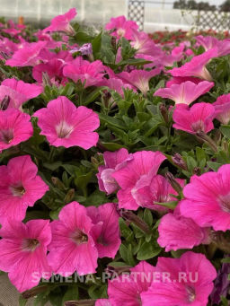 Петуния Итальянка Розабелла розово-белая - Партнер фото 8