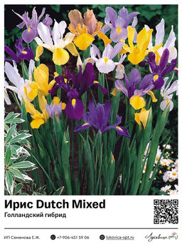 Ирис Dutch Mixed (Голландский гибрид)