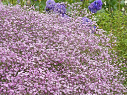 Гипсофила розовая