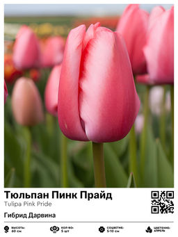 Тюльпан Пинк Прайд (Гибрид Дарвина)