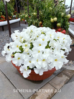 Петуния Кашарель Сноу Кап крупноцветковая компактная - Партнёр фото 4