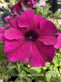 Петуния Итальянка Виолетта каскадная фиолетовая - Партнер фото 5