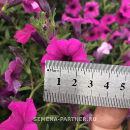 Петуния Вивальди Вуаль ампелельная фиолетовая - Партнер фото 9