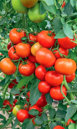 Томат ОГНИ ЧЕЛЯБИНСКА Необычайно вкусны! Урожая хватит на все запланированные заготовки, да ещё и родственникам дадите!