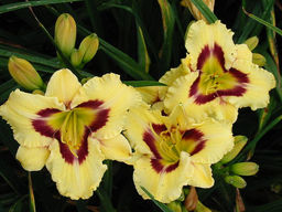 Лилейник Эль Десперадо - Долина роз фото 4