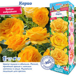 Роза Керио (Чайно-гибридная) 1шт