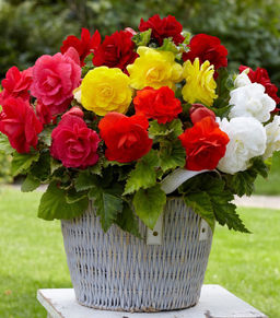 БЕГОНИЯ Махровая Смесь Разбор 5/6 Кол-во упак., шт 3