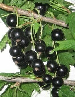 Смородина Сокровище черная (коробка) 1шт