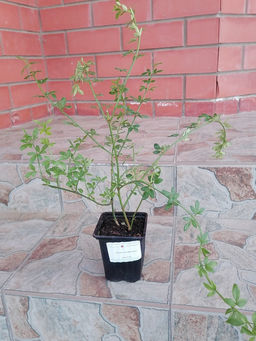 Жасмин голоцветковый