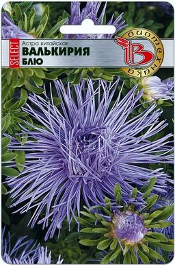 Астра китайская Валькирия селект Блю