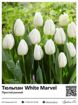 Тюльпан White Marvel (Простой ранний)
