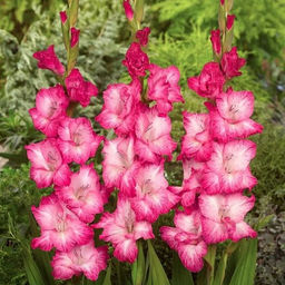 ГЛАДИОЛУС Кантата Разбор 10/12 Кол-во упак., шт 8