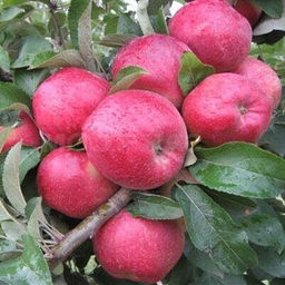 Яблоня Алтайское Багряное полукультурка (саженец с этикеткой) 1шт