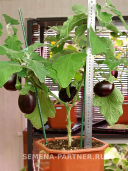 Баклажан Патрик - Партнер фото 5