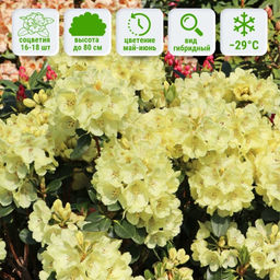 Рододендрон Голдкрон